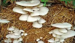 Free mushroom cultivation training through Indian Bank Rural Self-Employment Training