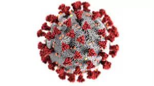 Corona virus spreads from bat - expert panel