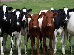 Buy cow, start business, low interest loan