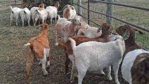Free goat rearing training for farmers