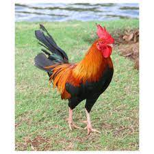Subsidy for setting up domestic poultry farm