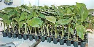 Apply for 50 percent subsidy on horticulture crop - Sivagangai