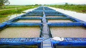 Fish farming inputs can be purchased under subsidy