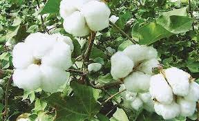 Subsidy for Cotton Cultivation - Madurai