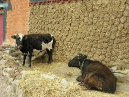 Training in production of value added products from cow dung
