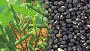 100% subsidy for gram farmers