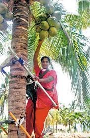 A prize of Rs 1 lakh for finding a tool to climb a palm tree
