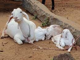 Free goat rearing training in Tiruvannamalai tomorrow