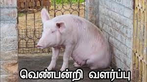 Free Pig Breeding Training - Trichy