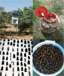 Natural Fertilizer, Insect Repellent Preparation Training