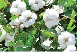 Subsidy to cotton farmers