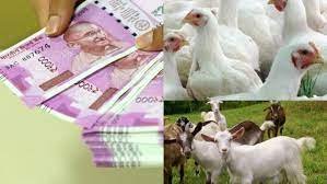 Subsidy up to Rs. 50 lakhs for rearing chicken, goats and pigs