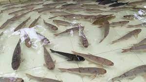 Training on Bioblock Fish Farming