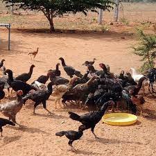 Domestic Poultry Breeding, Waimatu Farm Start Up Training