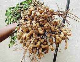 Subsidy to groundnut farmers
