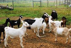 Animal husbandry training at Thanjavur Veterinary University Training Centre