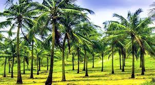 Coconut Farmers Call for Maintenance Subsidy