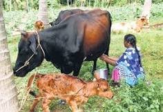 Free Dairy Training