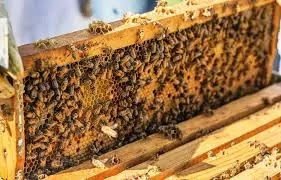 beekeeping method 363754462 Tamil Mixer Education