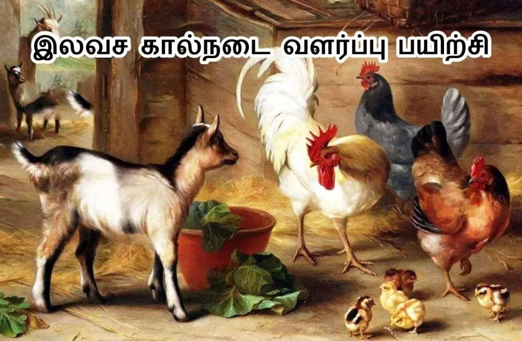 கால்நடை வளர்ப்பு குறித்த இலவச பயிற்சி